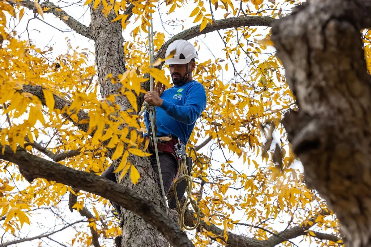 Skilled Tree Pruning crew working in Indianola