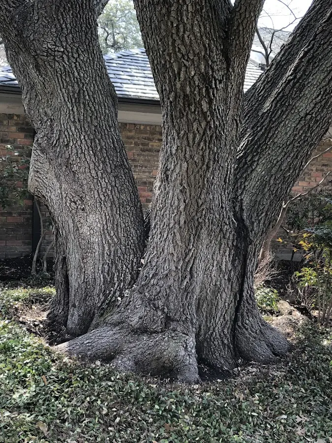Mature heritage tree close to a Indianola property cared for by certified arborists