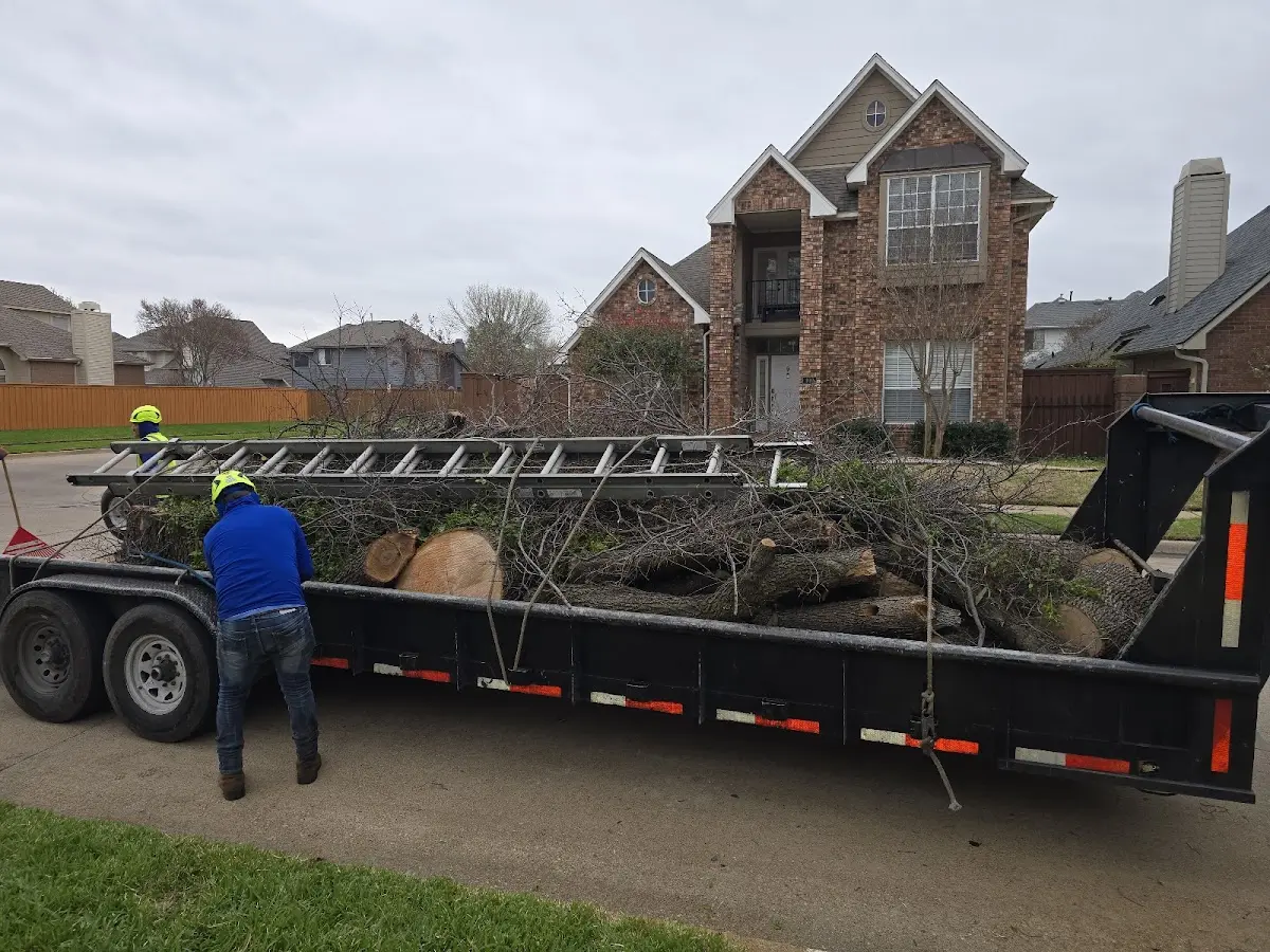 Expert Deadwooding with proper safety equipment in Indianola